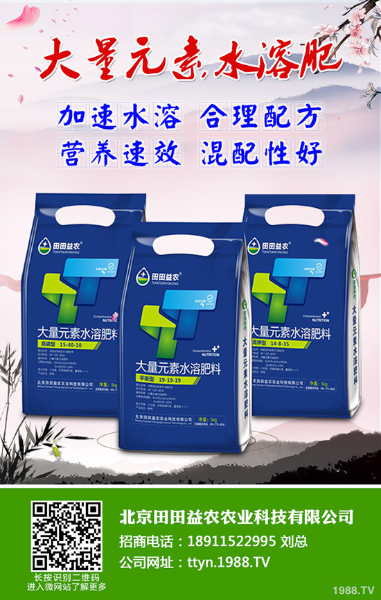向日葵怎么種,向日葵高產管理技術有哪些?