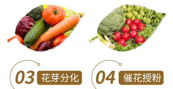 中藥材營養(yǎng)快補-含腐植酸水溶肥-北美農大_06