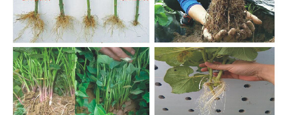 農(nóng)夫稼園生物技術有限公司2_13