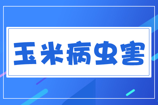 玉米重大病蟲(chóng)害