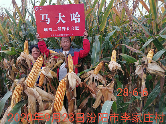 小麥專(zhuān)用磷酸二氫鉀型全水溶復(fù)合肥料26-16-6-馬大哈-農(nóng)富天下6