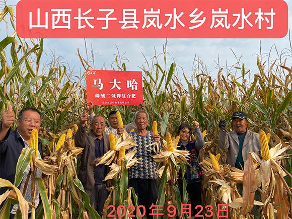 小麥專(zhuān)用磷酸二氫鉀型全水溶復(fù)合肥料26-16-6-馬大哈-農(nóng)富天下5