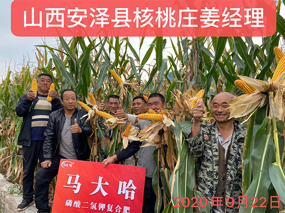 小麥專(zhuān)用磷酸二氫鉀型全水溶復(fù)合肥料26-16-6-馬大哈-農(nóng)富天下4