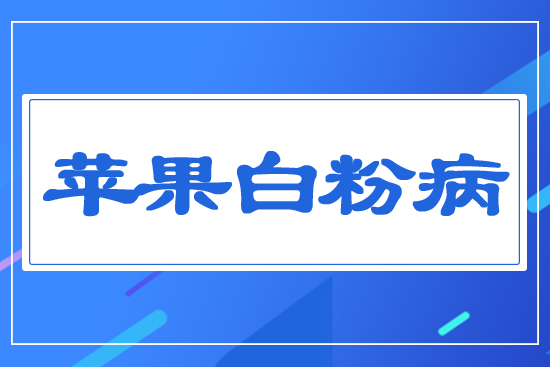 蘋(píng)果白粉病